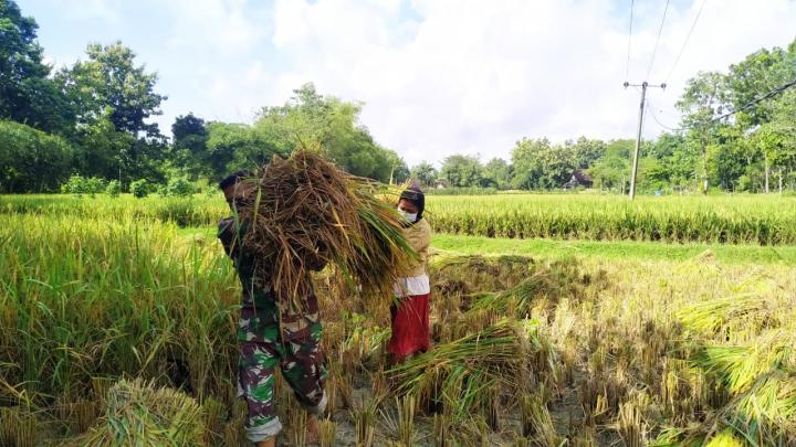 Bantu Petani Memanen Padi, Upaya Satgas TMMD Bojonegoro Dukung Swasembada Pangan
